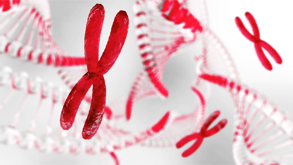 Das Bild zeigt eine grafische Darstellung von Chromosomen und DNA-Strängen in Rot und Weiß. Die Chromosomen stehen im Vordergrund, während DNA-Helices im Hintergrund sichtbar sind.