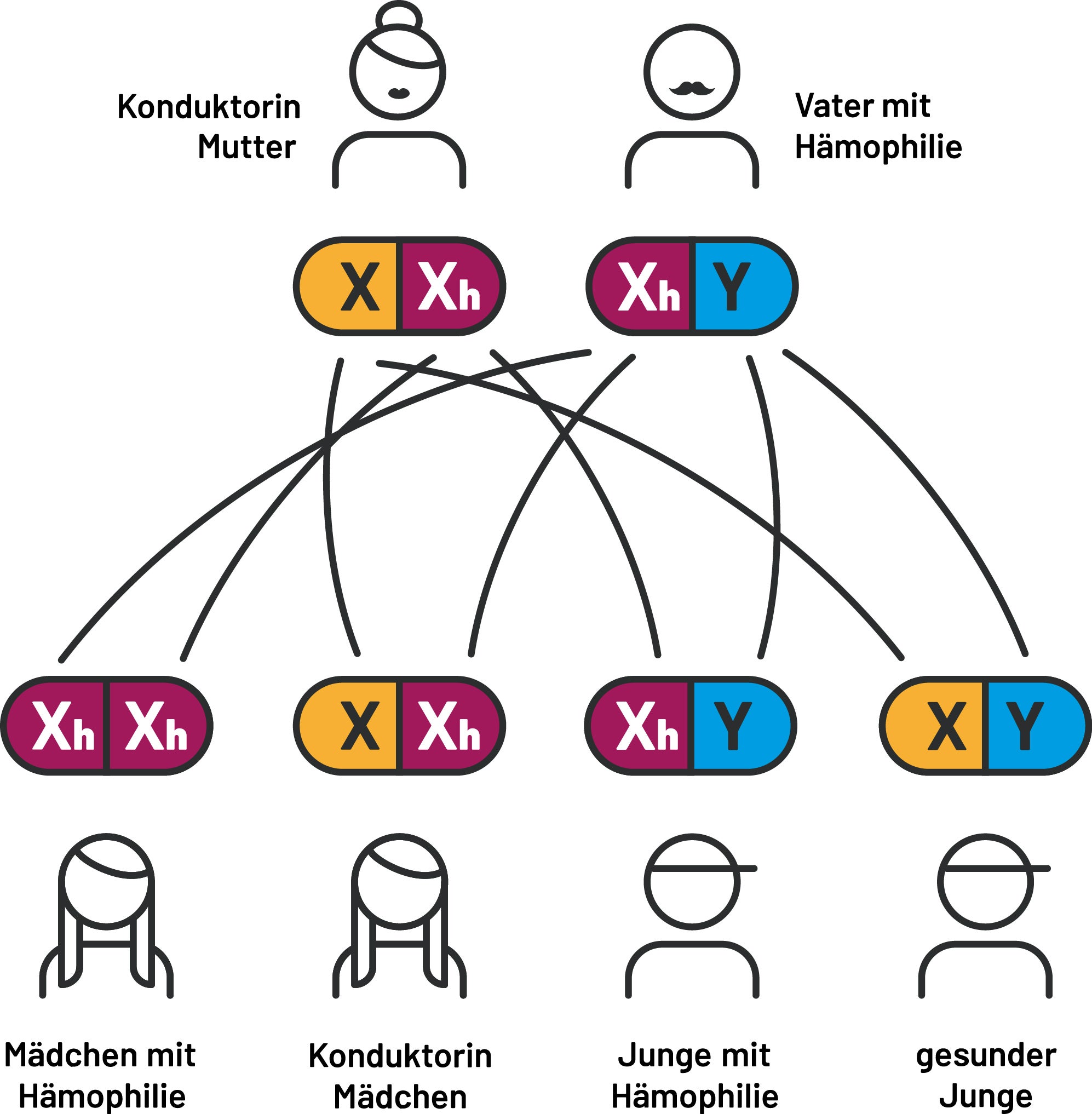 Die Abbildungen zeigen die Vererbungsmuster der Hämophilie bei verschiedenen Elternkombinationen. Dargestellt wird, wie die genetische Konstellation von Mutter und Vater beeinflusst, ob ein Kind gesund ist, als Konduktor*in gilt oder an Hämophilie erkrankt. Dabei werden typische Erbgänge und deren mögliche Auswirkungen auf Söhne und Töchter schematisch veranschaulicht.