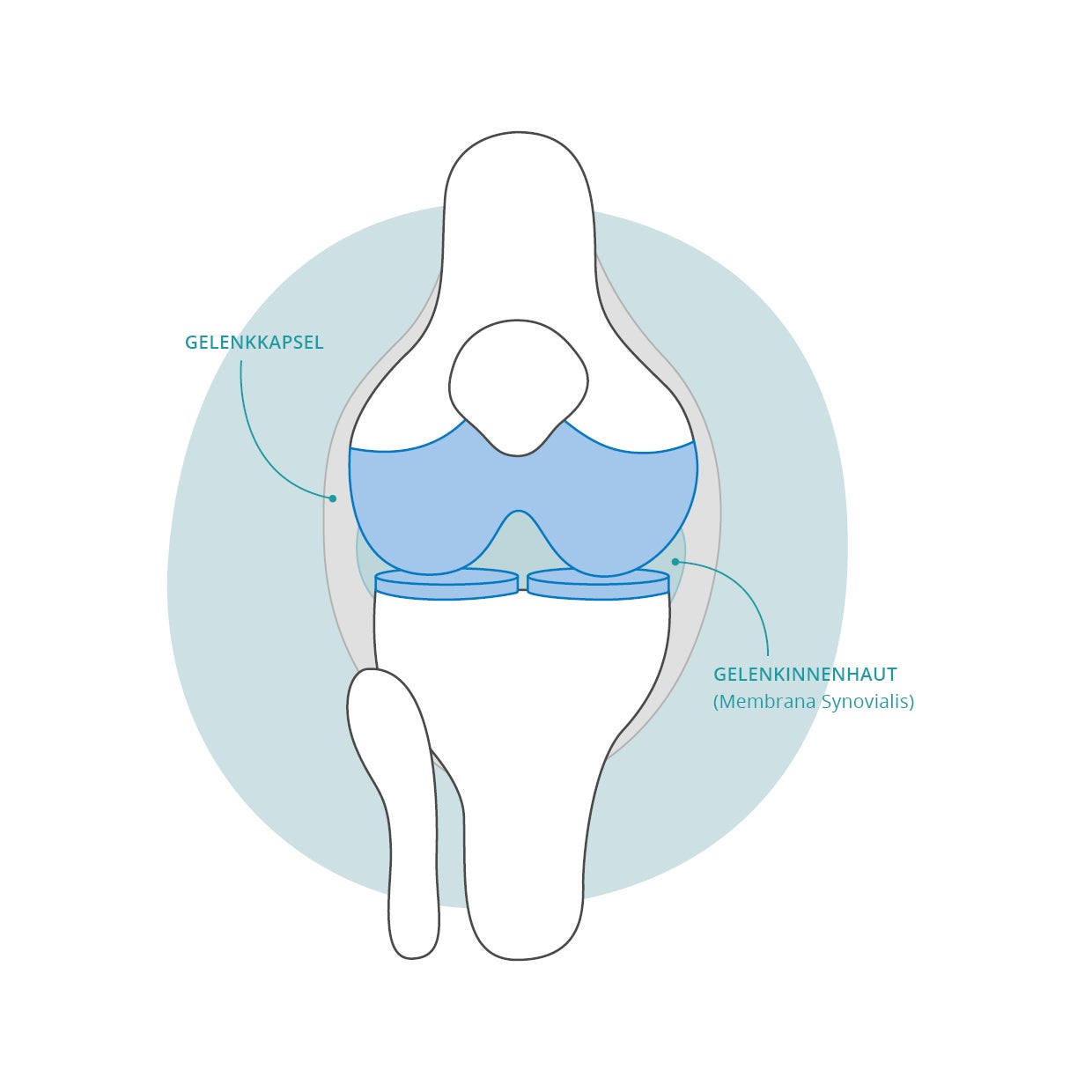 Auf dem Bild ist eine schematische Darstellung eines menschlichen Kniegelenks zu sehen. Es werden zwei Strukturen hervorgehoben und beschriftet: die Gelenkkapsel und die Gelenkinnenhaut (Membrana Synovialis). Die Gelenkkapsel umschließt das Gelenk von außen, während die Gelenkinnenhaut das Innere der Kapsel auskleidet. Die Zeichnung ist einfach gehalten und dient der Veranschaulichung der anatomischen Strukturen im Kniegelenk.