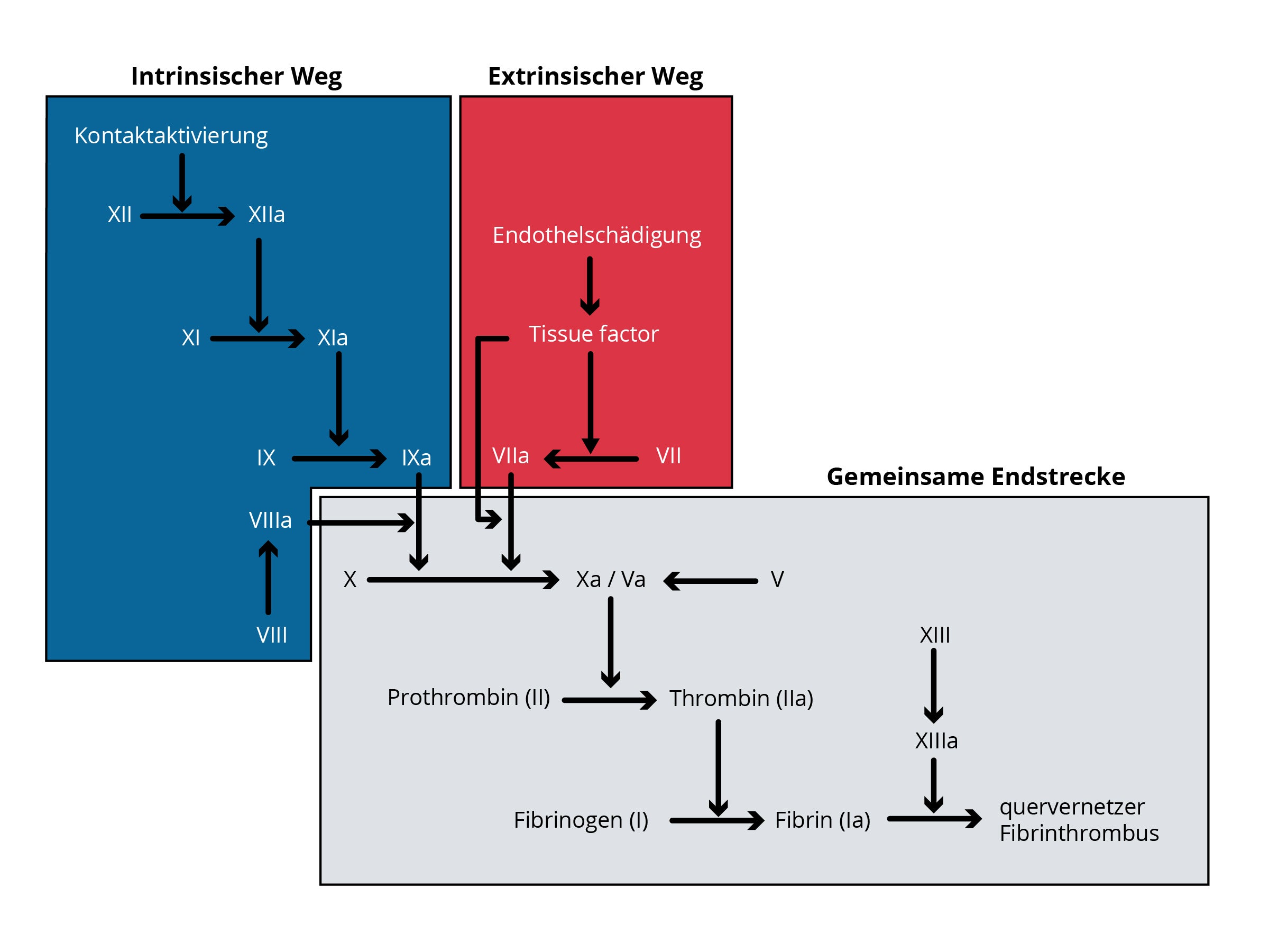 Dargestellt ist das Schema der Blutgerinnung mit dem intrinsischen und extrinsischen Weg sowie der gemeinsamen Endstrecke. Beide Wege münden in einer Kaskade, die zur Umwandlung von Prothrombin in Thrombin und schließlich zur Bildung von Fibrin führt, das für einen stabilen, quervernetzten Fibrinthrombus sorgt.