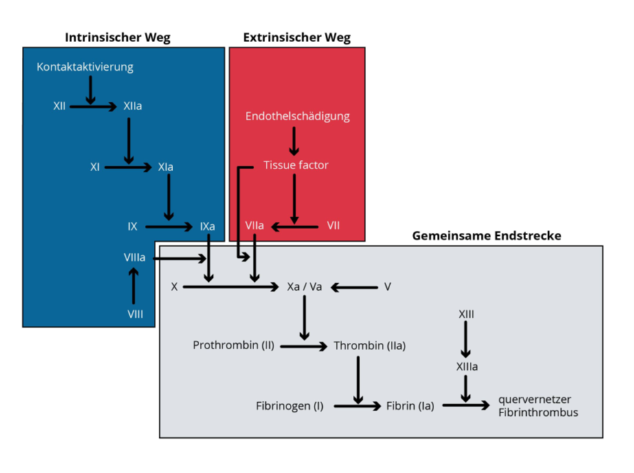 Dargestellt ist das Schema der Blutgerinnung mit dem intrinsischen und extrinsischen Weg sowie der gemeinsamen Endstrecke. Beide Wege münden in einer Kaskade, die zur Umwandlung von Prothrombin in Thrombin und schließlich zur Bildung von Fibrin führt, das für einen stabilen, quervernetzten Fibrinthrombus sorgt.