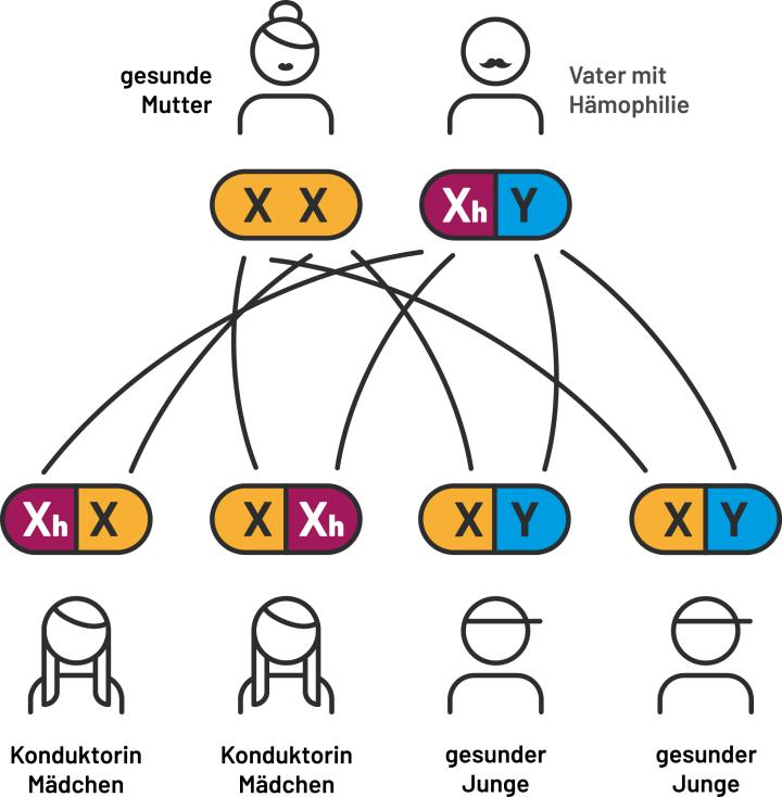 Die Abbildungen zeigen die Vererbungsmuster der Hämophilie bei verschiedenen Elternkombinationen. Dargestellt wird, wie die genetische Konstellation von Mutter und Vater beeinflusst, ob ein Kind gesund ist, als Konduktor*in gilt oder an Hämophilie erkrankt. Dabei werden typische Erbgänge und deren mögliche Auswirkungen auf Söhne und Töchter schematisch veranschaulicht.