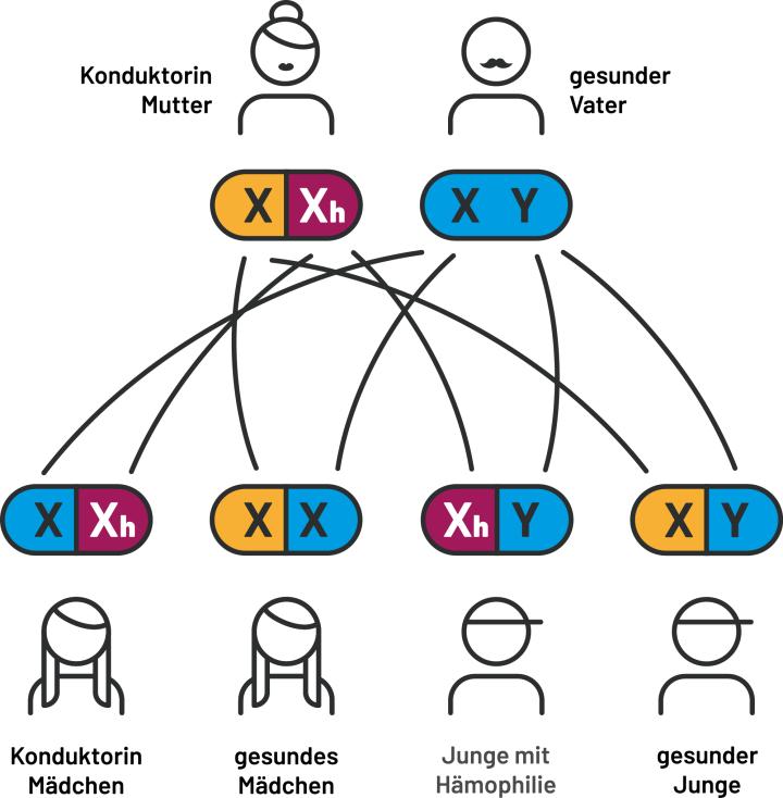 Die Abbildungen zeigen die Vererbungsmuster der Hämophilie bei verschiedenen Elternkombinationen. Dargestellt wird, wie die genetische Konstellation von Mutter und Vater beeinflusst, ob ein Kind gesund ist, als Konduktor*in gilt oder an Hämophilie erkrankt. Dabei werden typische Erbgänge und deren mögliche Auswirkungen auf Söhne und Töchter schematisch veranschaulicht.