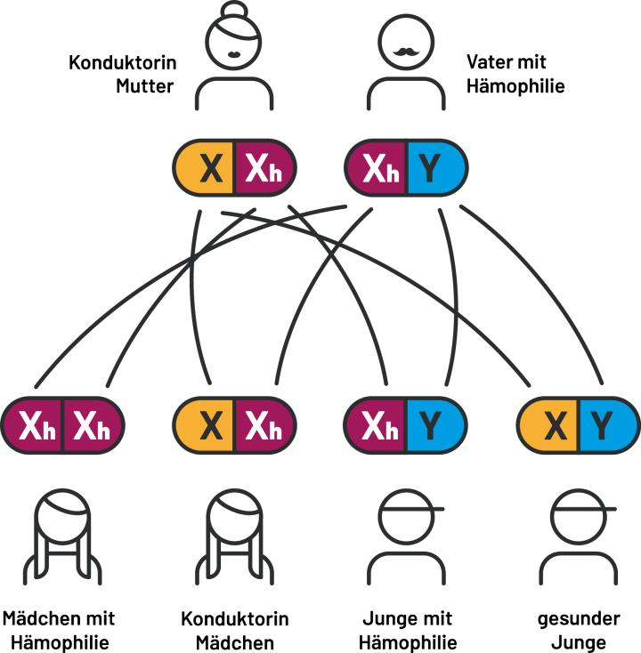 Die Abbildungen zeigen die Vererbungsmuster der Hämophilie bei verschiedenen Elternkombinationen. Dargestellt wird, wie die genetische Konstellation von Mutter und Vater beeinflusst, ob ein Kind gesund ist, als Konduktor*in gilt oder an Hämophilie erkrankt. Dabei werden typische Erbgänge und deren mögliche Auswirkungen auf Söhne und Töchter schematisch veranschaulicht.